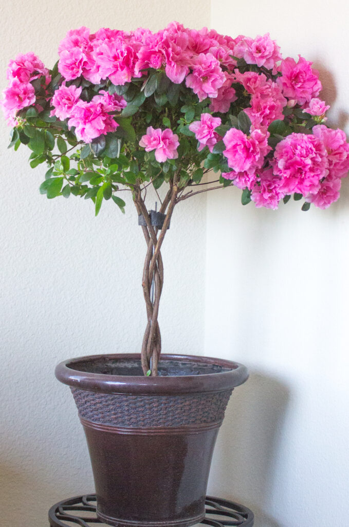 A bright pink indoor azalea tree planted in a brown pot.