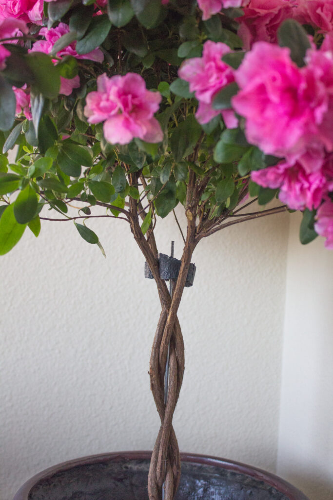 A close-up image of the braided tree trunk on an indoor azalea tree!