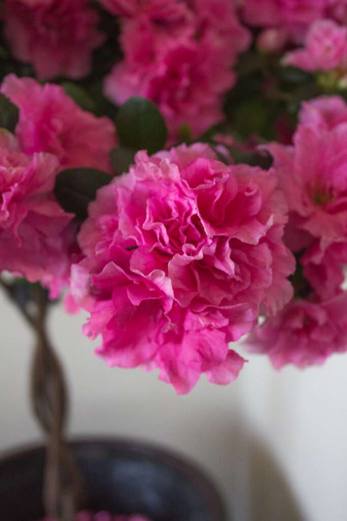  A close-up shot of pink flower blooms on an indoor azalea tree.