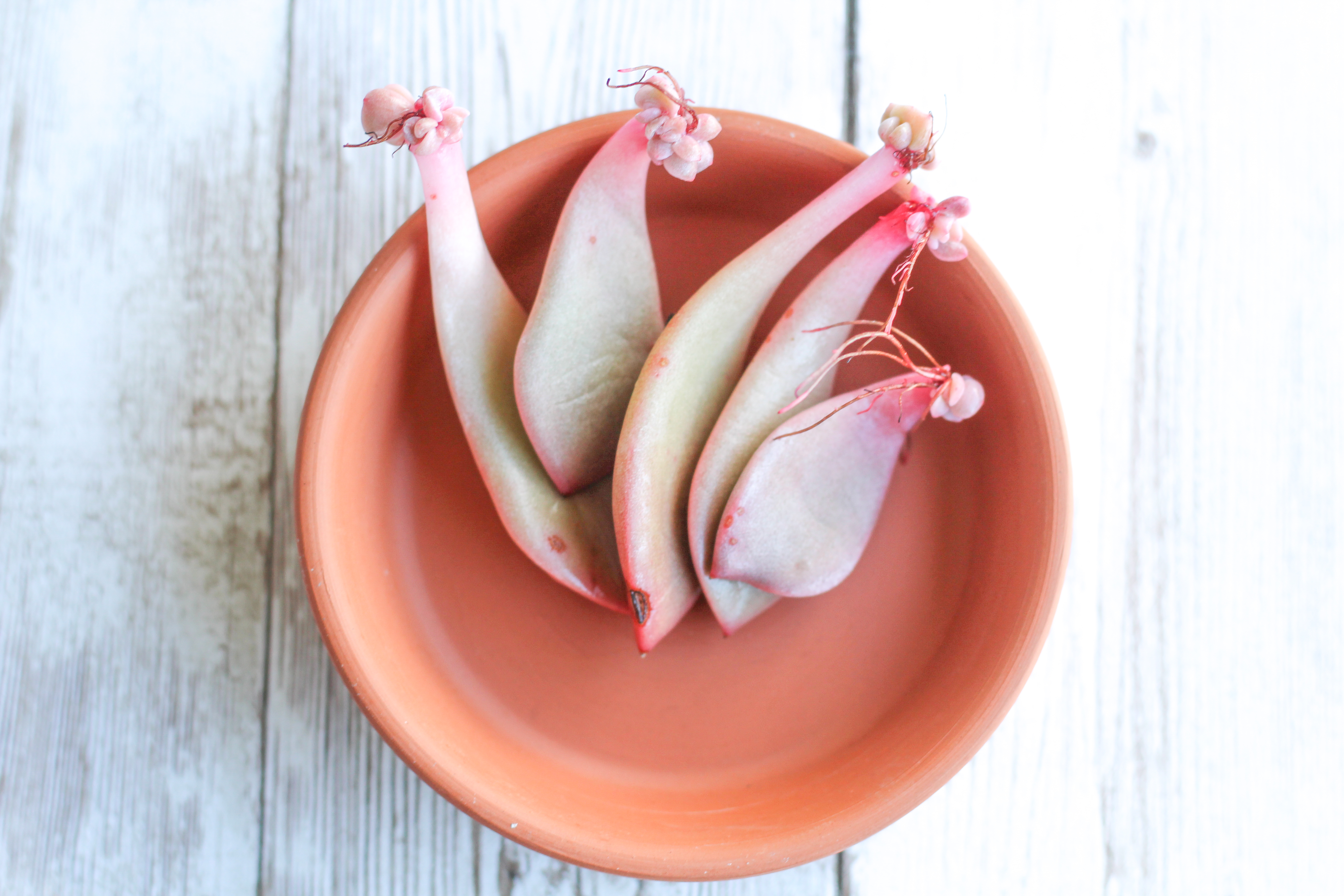 How to Propagate succulents when they've stretched out.