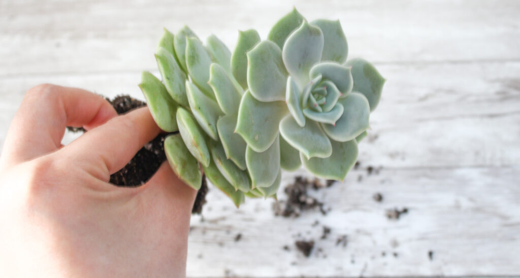 How to Propagate succulents when they've stretched out.