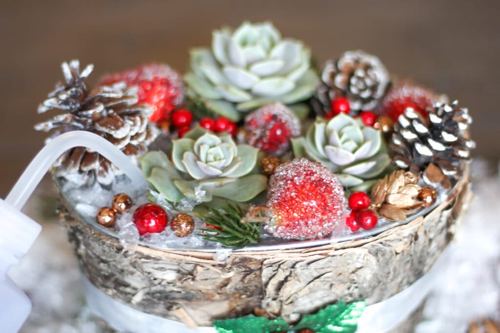 A Christmas-themed succulent arrangement receiving water directly to the soil.