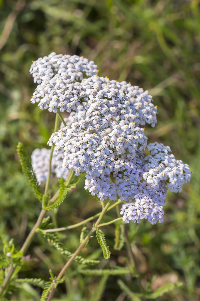 yarrow is a drought-tolerant perennial!