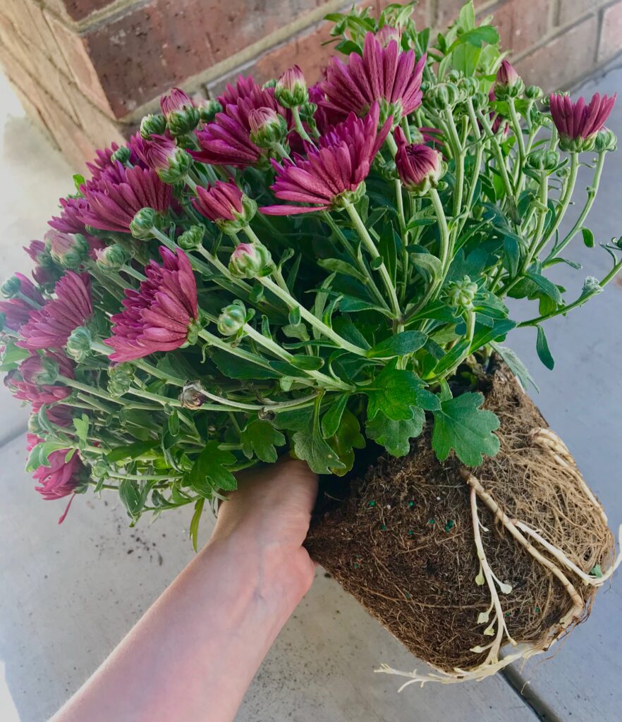 A pot of chrysanthemums with the soil and root system exposed before replanting!