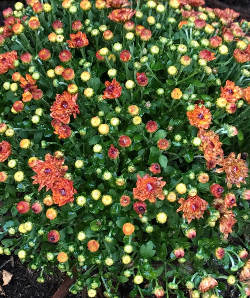 Learn how to care for Chrysanthemums!