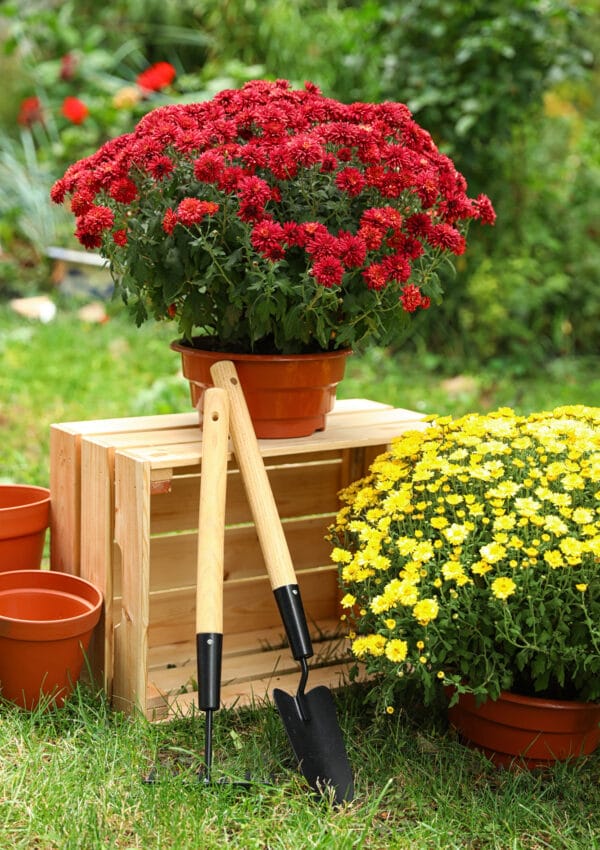 How to Care for Potted Garden Mums