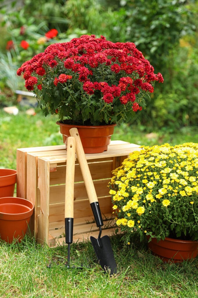 Red and yellow potted chrysanthemum flowers.