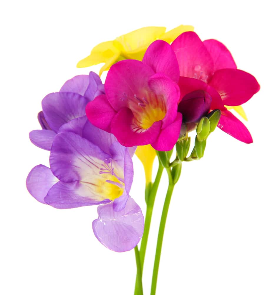 Freesias are some of the best-smelling and most fragrant flowers!