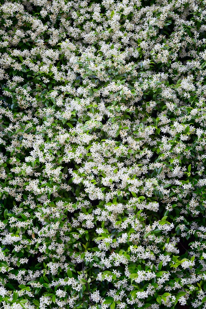 Jasmine vine is one of the most fragrant flowers!