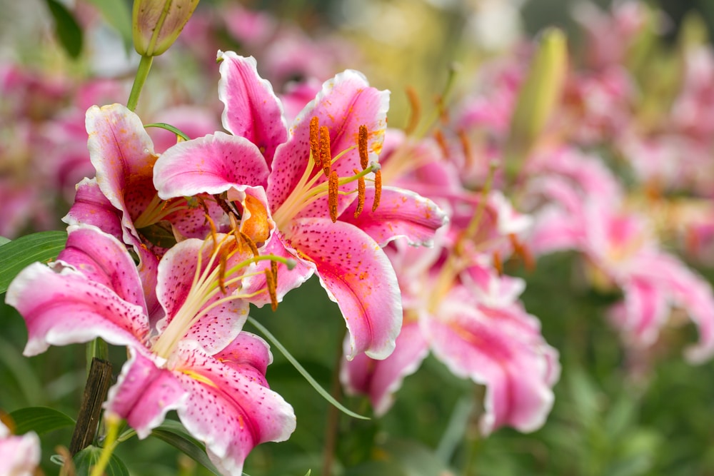 Lilies are some of the most fragrant flowers!