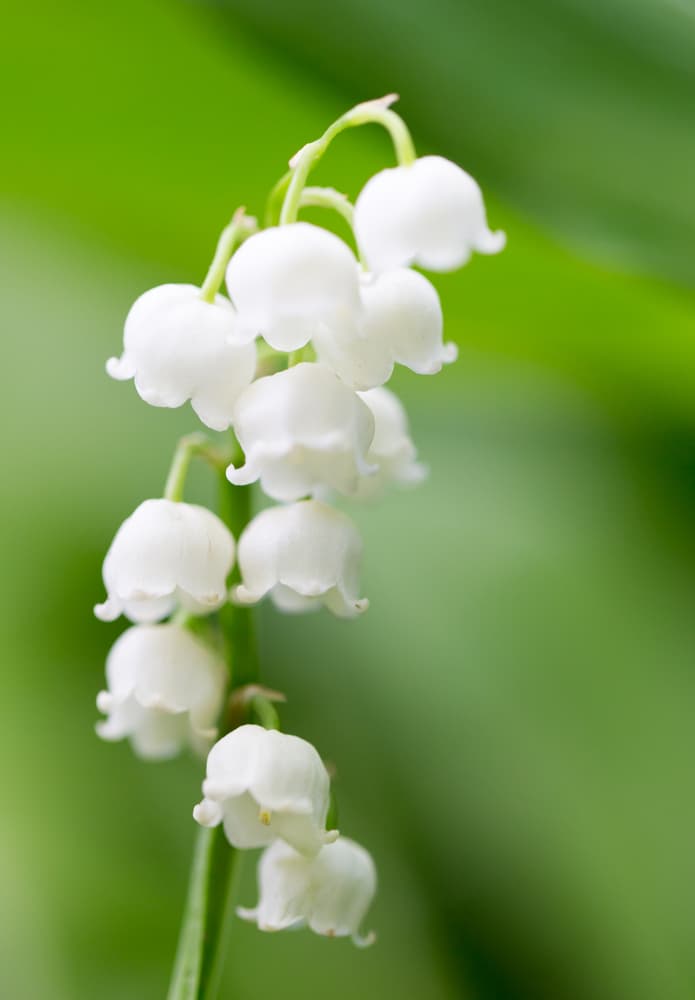 Lily of the Valley is one of the best-small flowers!