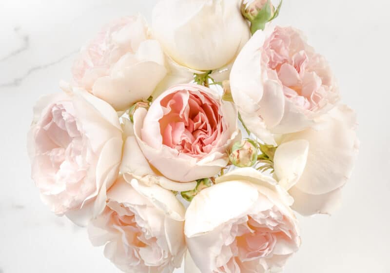 12 most fragrant flowers
