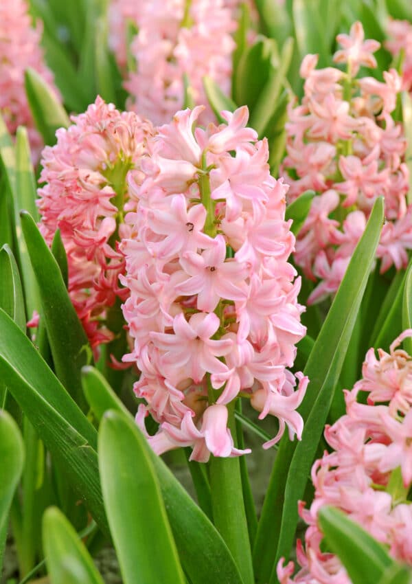 Hyacinth is one of the best-smelling and most fragrant flowers you can plant in your garden!