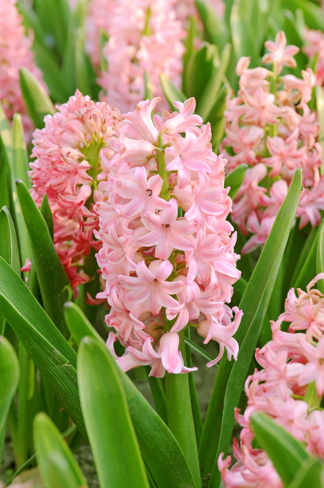 Hyacinth is one of the best-smelling and most fragrant flowers you can plant in your garden!