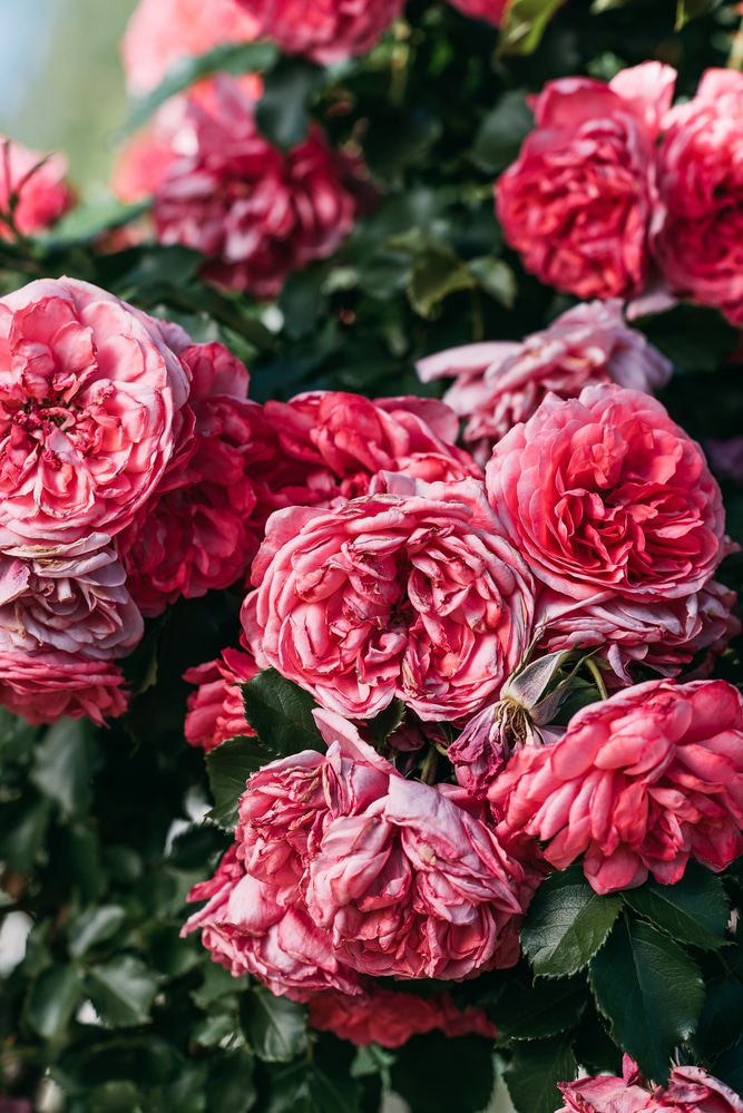 Roses are some of the best-small flowers!