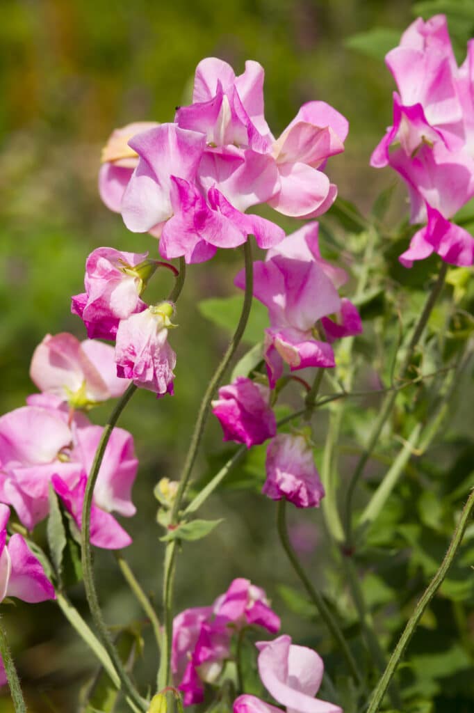 Sweet pea fragrant flowers