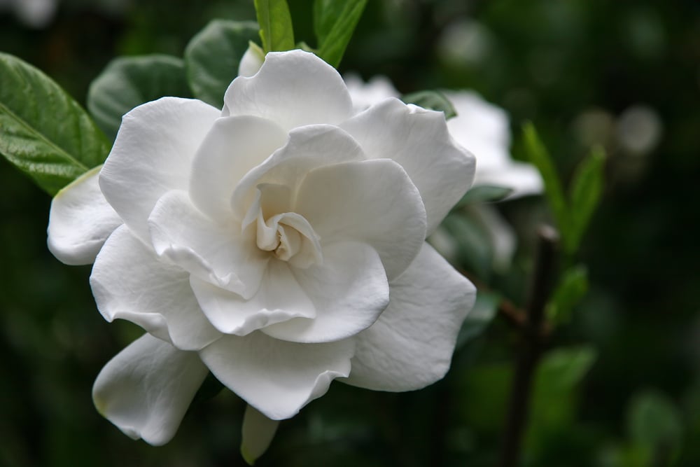 Gardenias are some of the best-smelling and most fragrant flowers you can plant in your garden!