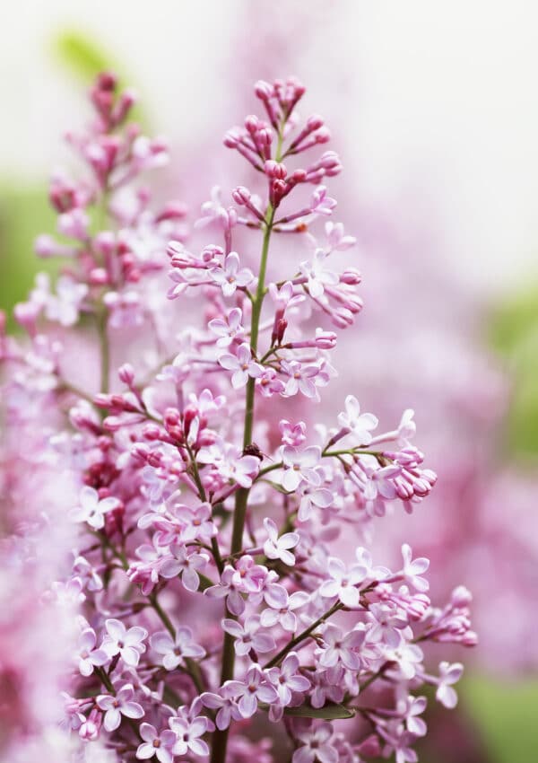 Get the planting tips you need to plant lilac bushes!