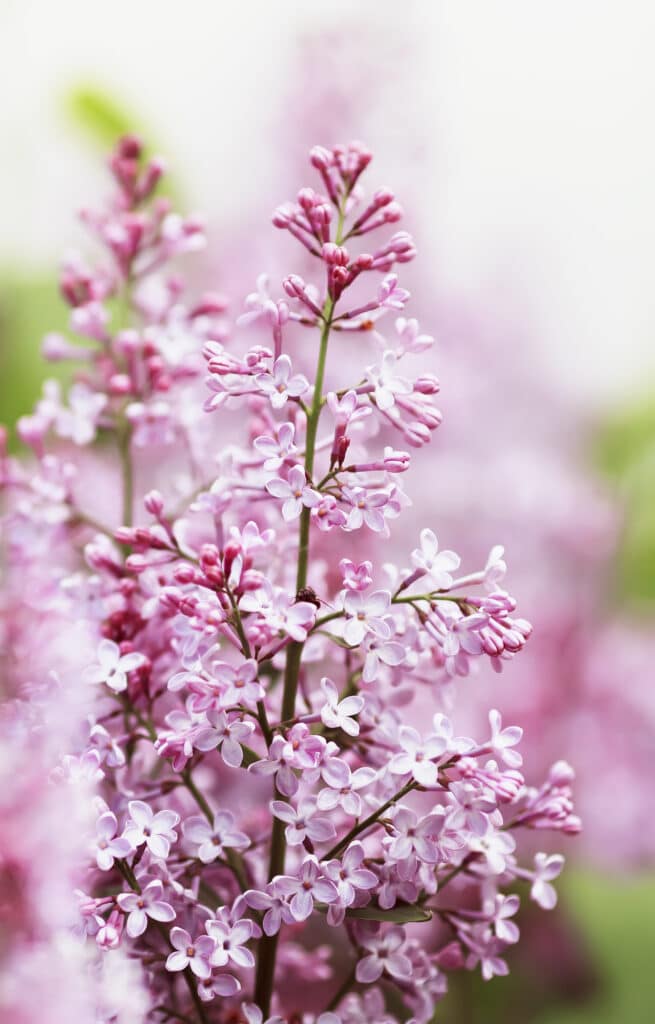 Get the planting tips you need to plant lilac bushes! 