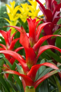 How to Care for Bromeliads