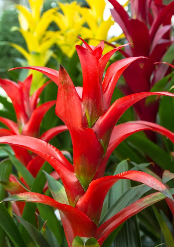 Learn how to care for bromeliads with this simple guide!