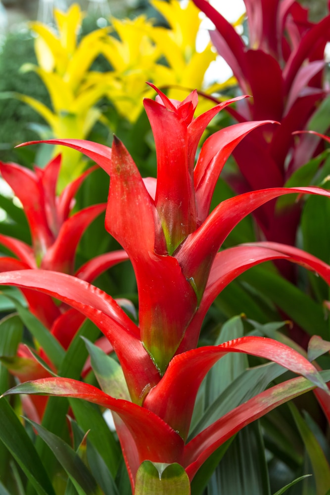 Close-up photo of several yellow, red, and orange bromeliads!