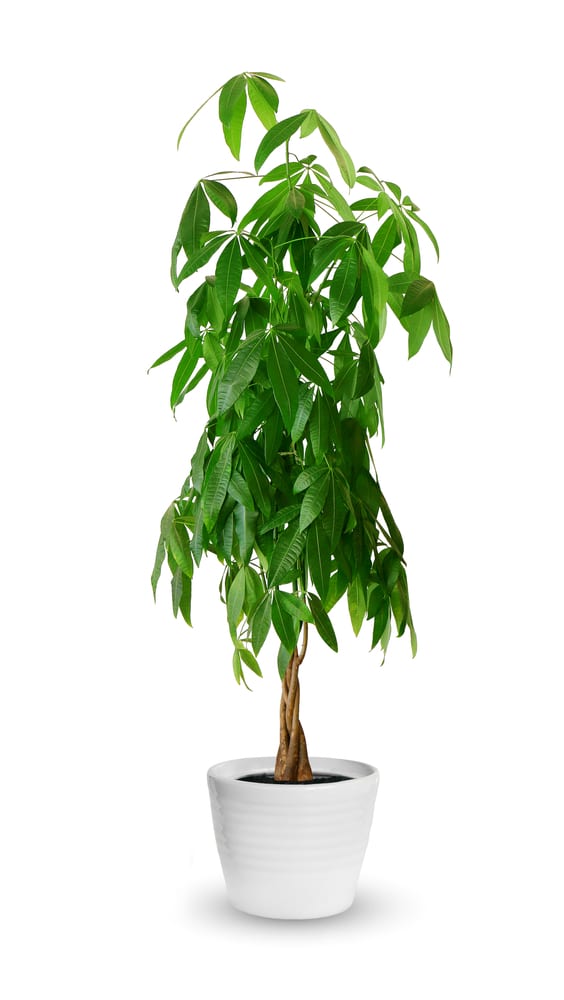 Money Tree Essential Growing Tips