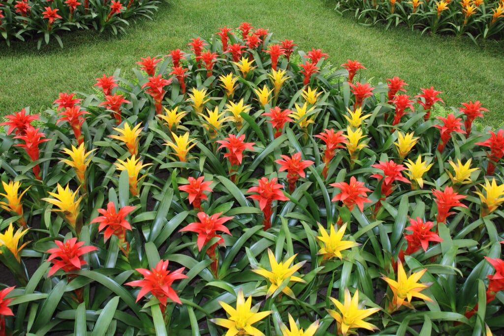 A beautiful garden full of bright and healthy bromeliads! 