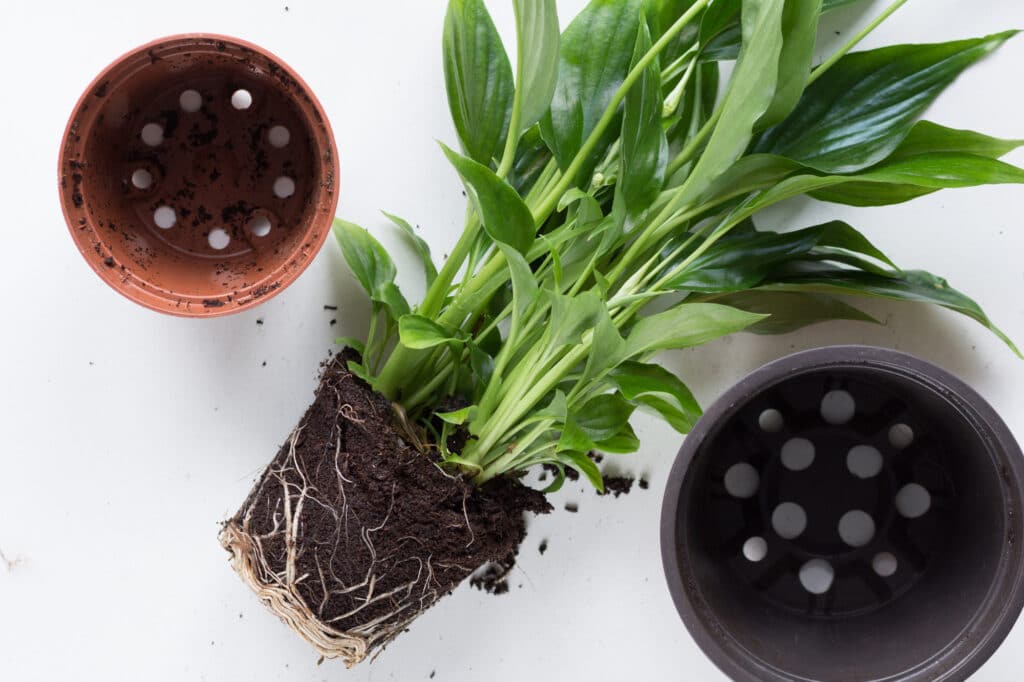 A photo of a peace lily houseplant being replanted from one pot to a larger pot.