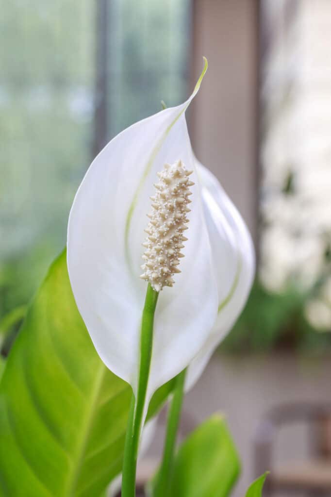 A white bloom on an indoor peace lily houseplant! 