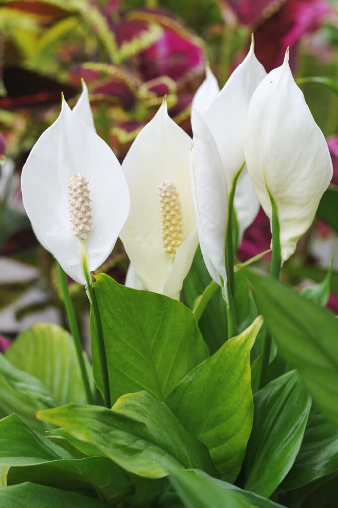 Peace lily plant with several blooms.