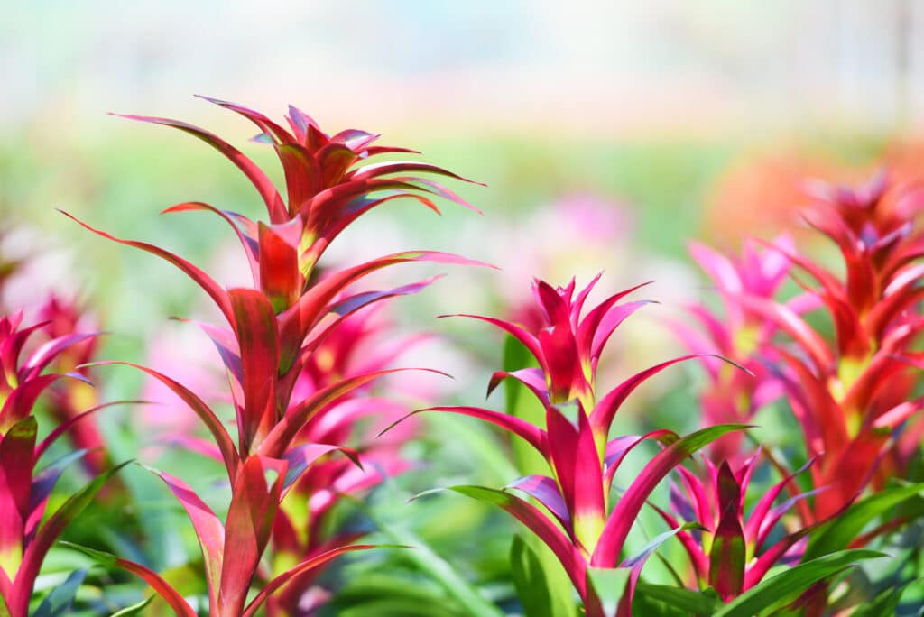 Beautiful tropical and colorful bromeliad plants!