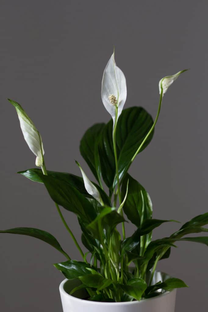 A full shot of a healthy peace lily plant with white blooms and glossy green leaves.