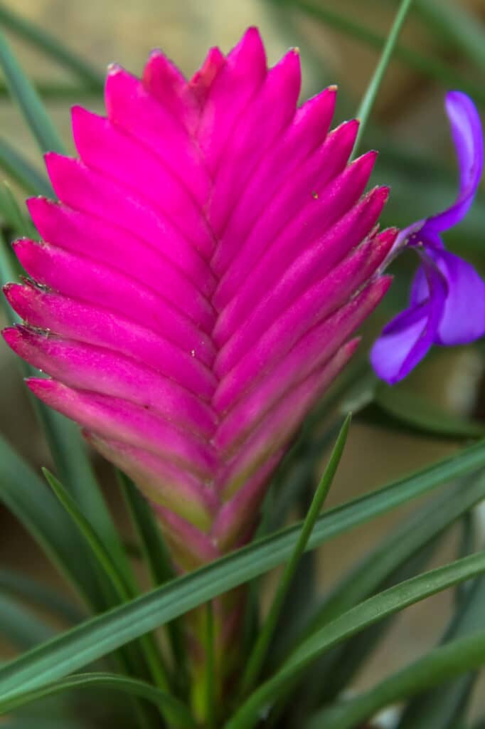 A close-up of a closed pink bromeliad plant and green leaves!