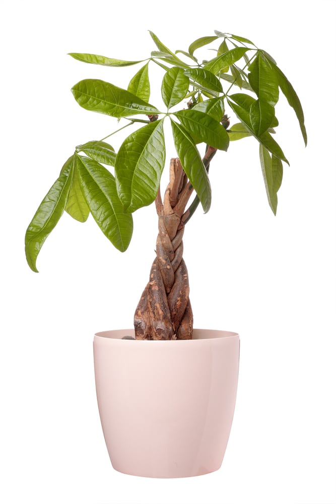 A thriving money tree plant with a braided tree trunk.