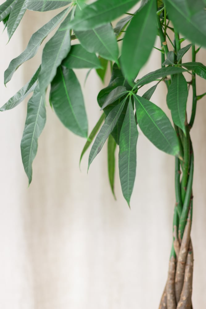 Long, green leaves on an indoor money tree plant!