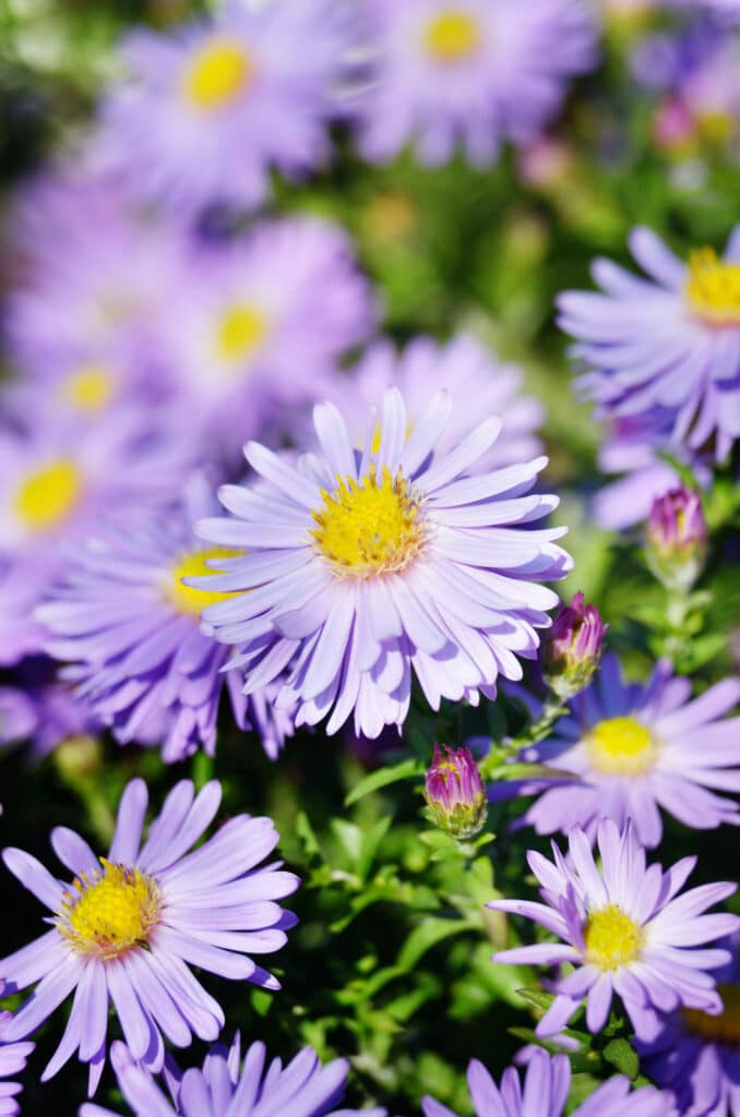 Asters is a long-blooming perennial