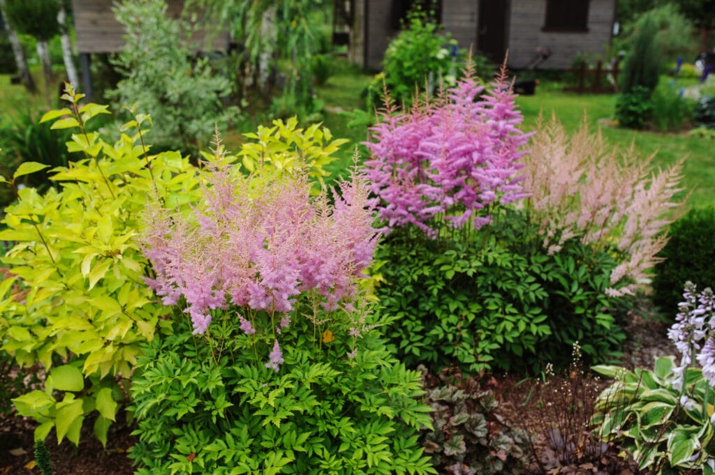 Astilbe perennials flowers growing on bushy green foliage. Astilbe features feathery flower blooms in shades of pink and purple, that grow upright.