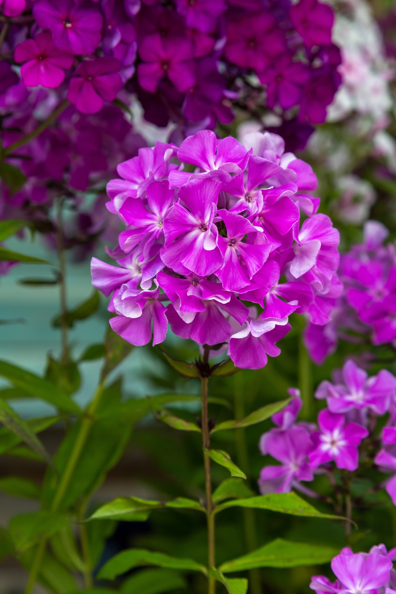 Garden phlox on thin green stem and fluffy purple flower clusters