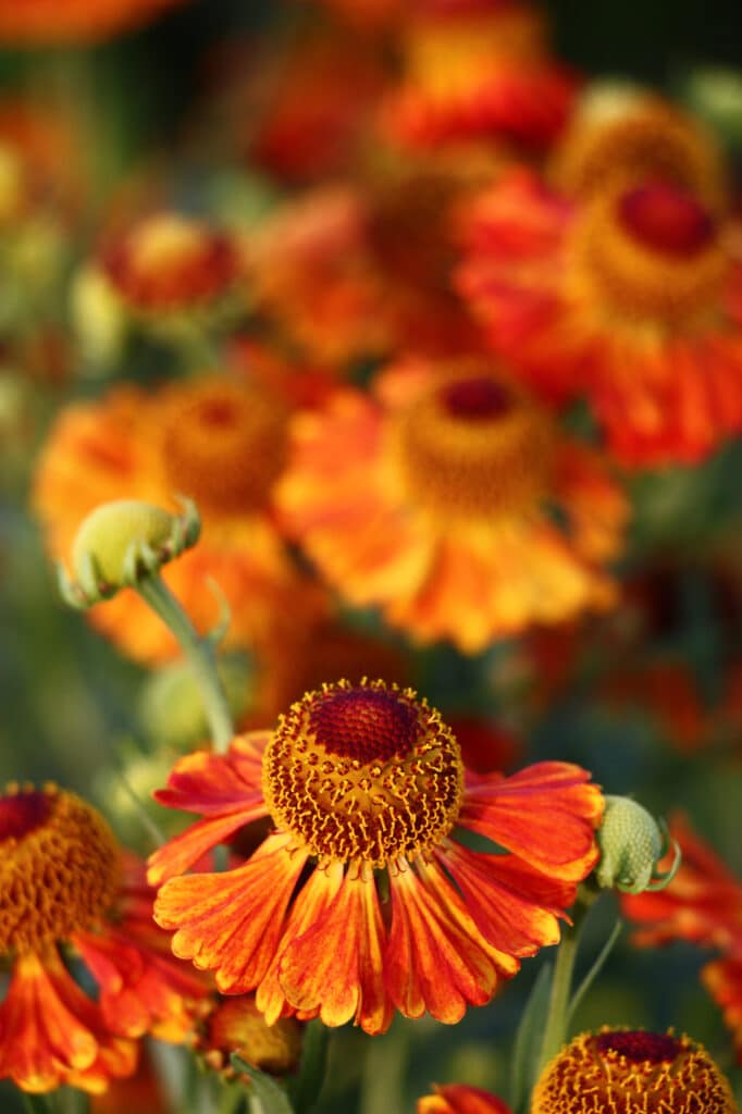 Helenium is a long-blooming perennial!