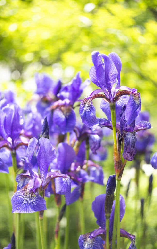 Iris is a beautiful long-blooming perennial flower