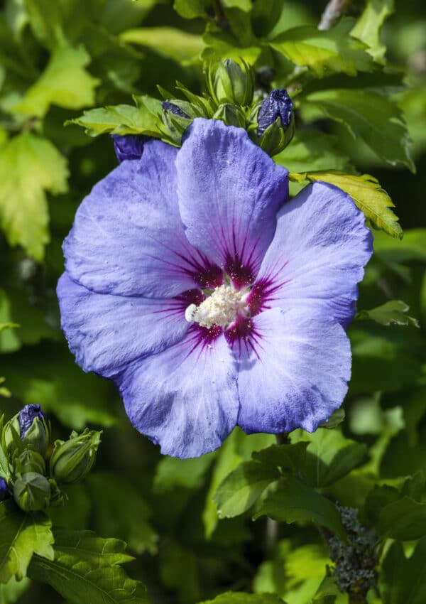 Blue hardy hibiscus growing from lush green foliage.
