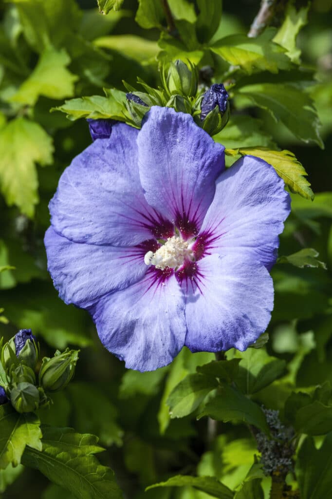 Information On Planting Blue Hibiscus - Growing Blue Hibiscus Flowers