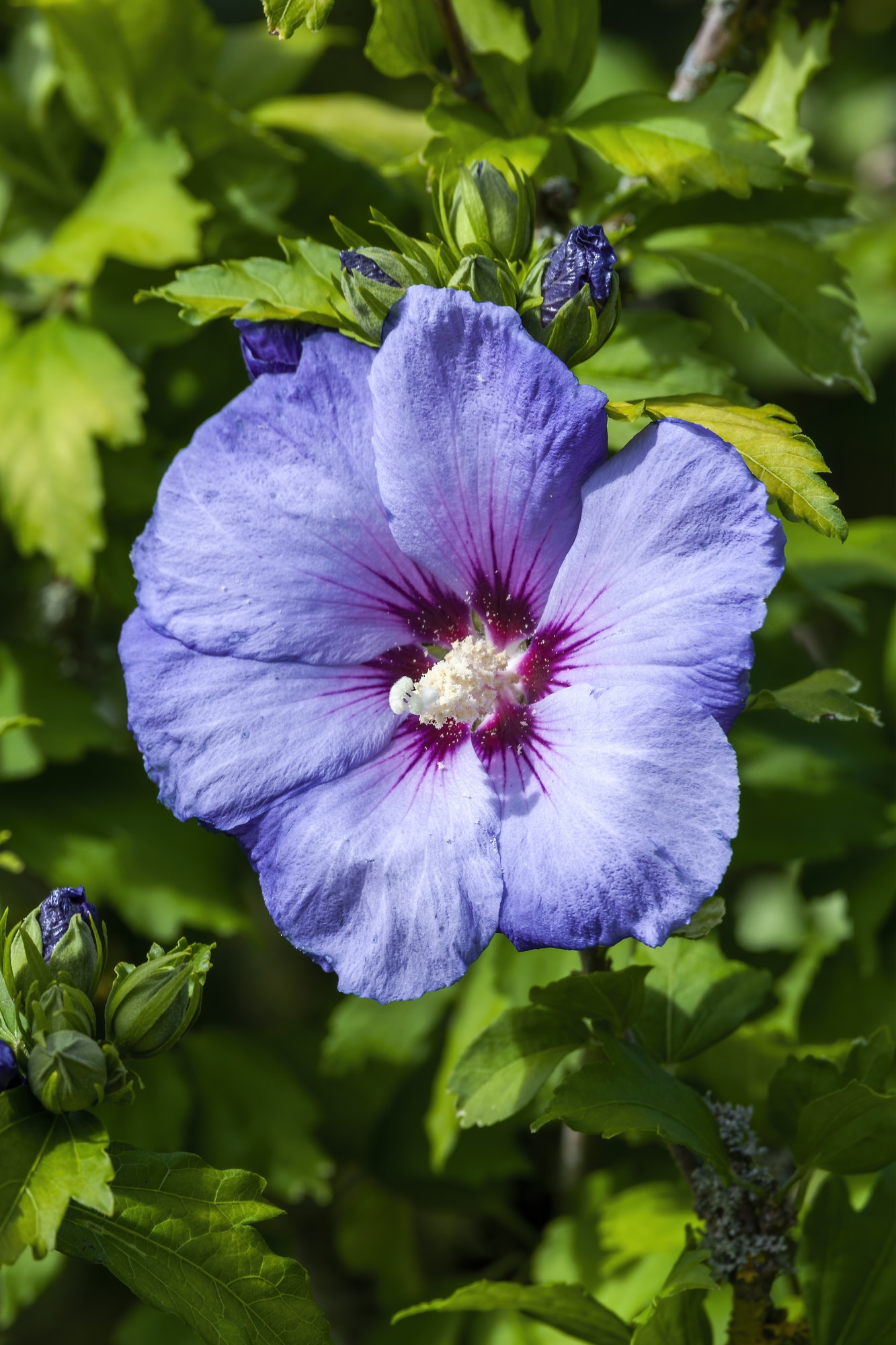 Blue hardy hibiscus growing from lush green foliage.