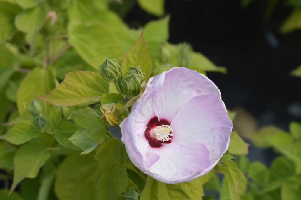 How to Grow and Care for Hardy Hibiscus Flowers