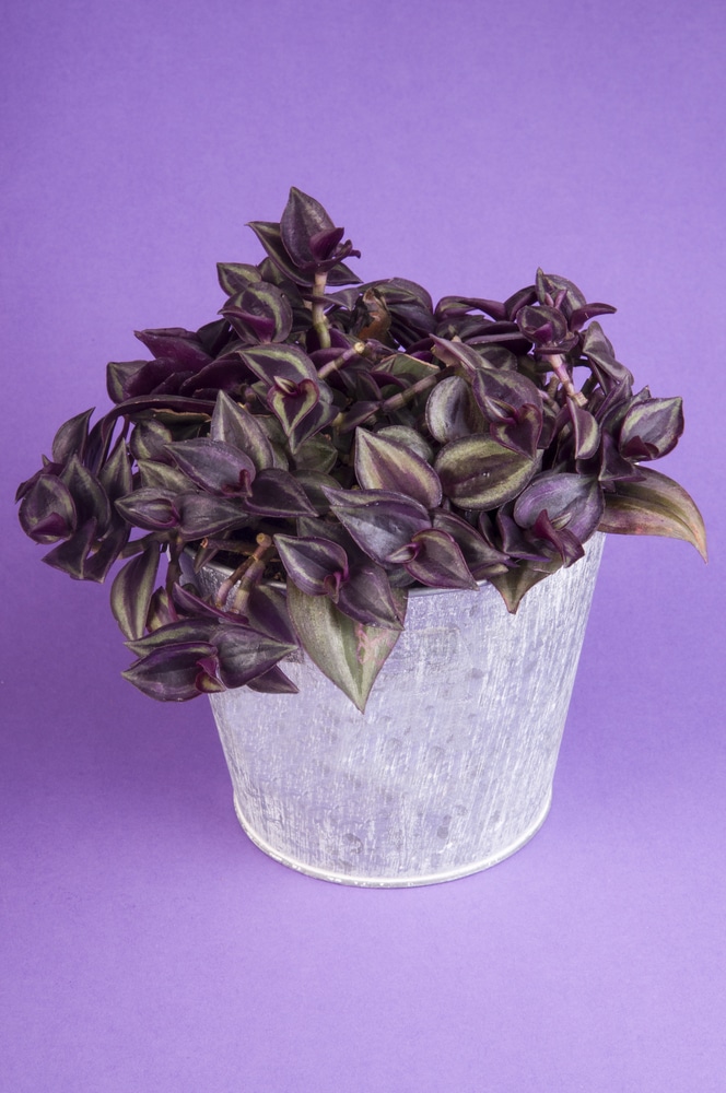 cerinthoides) variegata (smooth form) - 'Lilac' Plant Care: Water