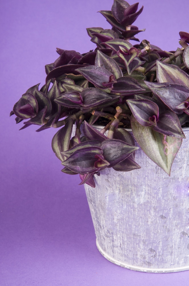 cerinthoides) variegata (smooth form) - 'Lilac' Plant Care: Water