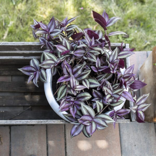 Tradescantia Lilac Plant Care: How to Grow this Beautiful Houseplant