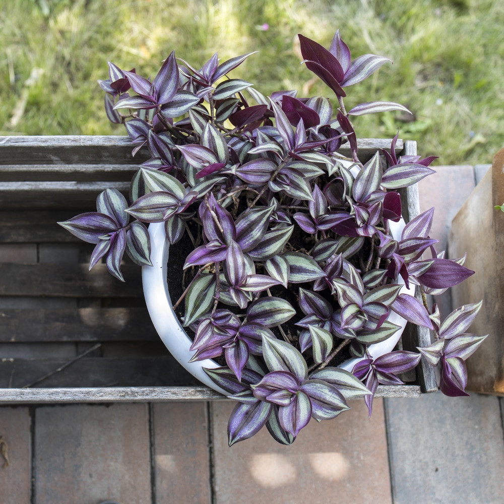 cerinthoides) variegata (smooth form) - 'Lilac' Plant Care: Water