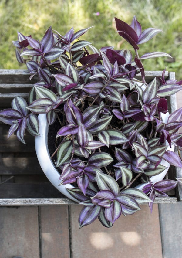 Tradescantia Lilac Plant Care: How to Grow this Beautiful Houseplant